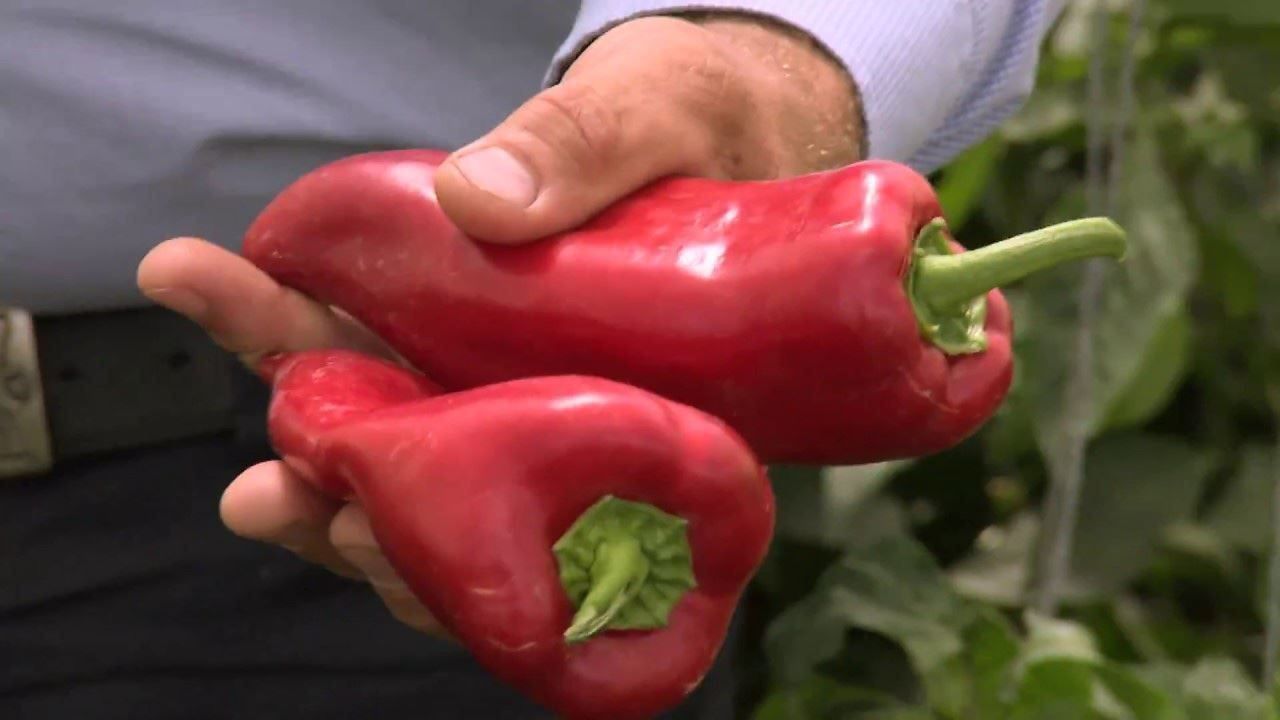 Piante & sementi: 50 Samen Paprika Kapia Rot Süss – Nuovo (secondo la descrizione) da Ehrendingen venduto da VerveinaSamen 3