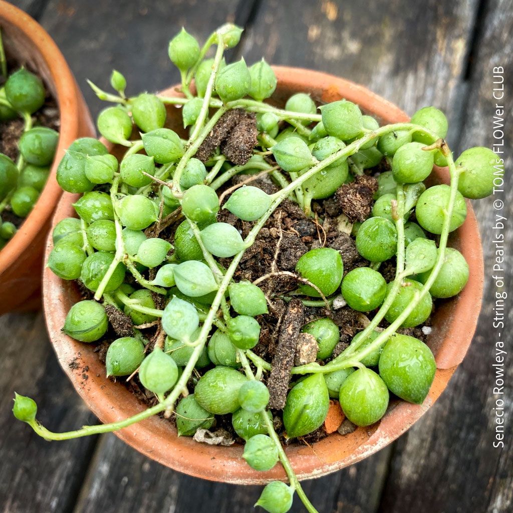 Piante & sementi: Senecio Rowleyanus - Perlenkette für Dich... – Nuovo e nell'imballaggio originale da Adliswil venduto da astom369 8