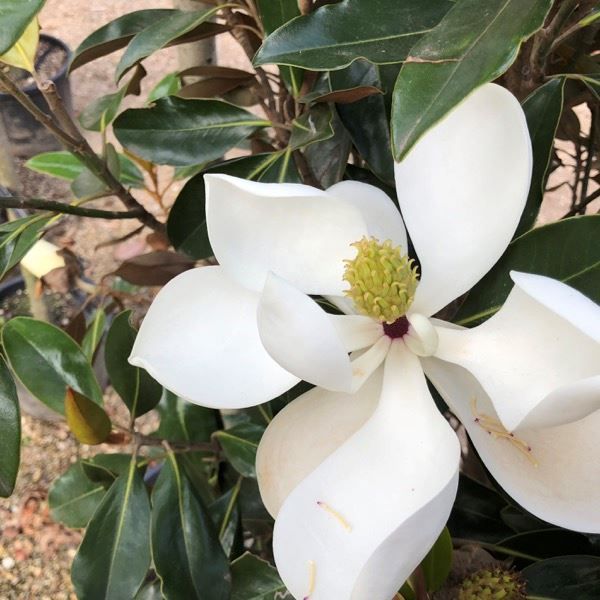 Piante & sementi: Magnolia à grandes fleurs   20cm – Nuovo (secondo la descrizione) da Bremblens venduto da FIBONACCI369