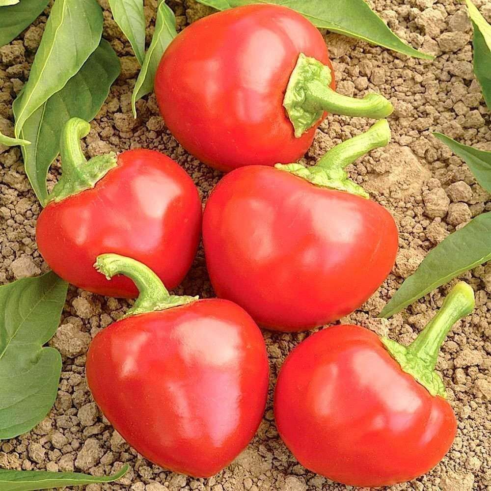Piante & sementi: PIMENT SATAN KISS  15g – Nuovo (secondo la descrizione) da Bremblens venduto da FIBONACCI369