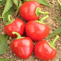 PIMENT SATAN KISS  15g