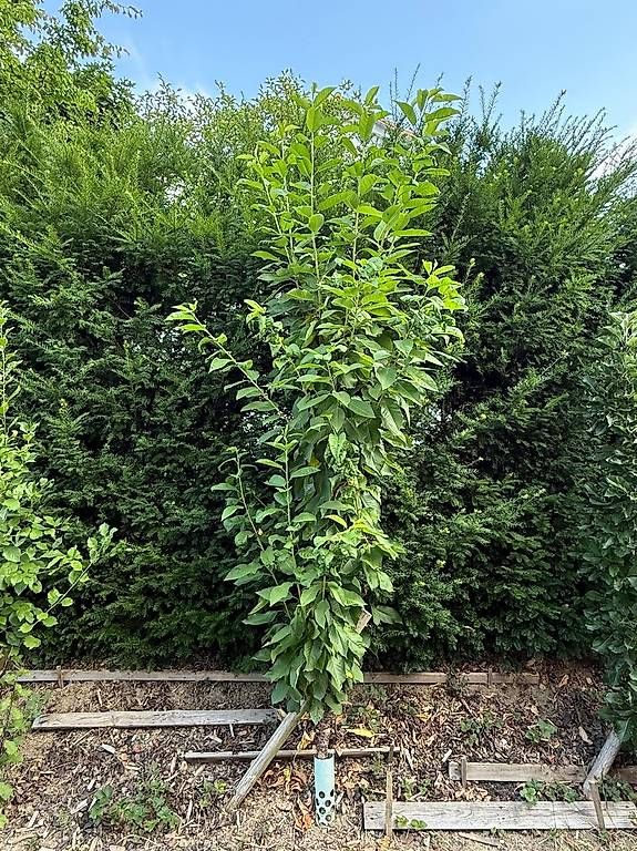 Piante & sementi: Säulenobstbaum Säulenkirsche Sylvia – Usato da Berg TG venduto da dar_9rc5