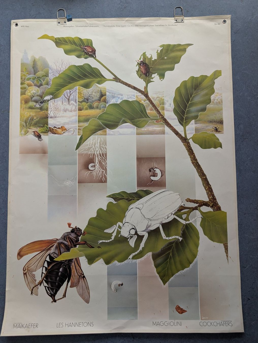 Foto & Immagini: Schulwandbild Nr 182 - Maikäfer – Usato da Luzern venduto da JenKu