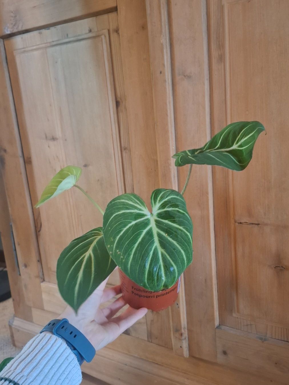 Plantes & graines: Philodendron Gloriosum – D'occasion à Hausen AG par Pflaenzlioase