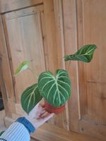 Philodendron Gloriosum
