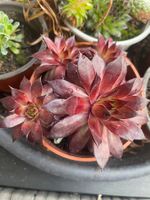 HAUSWURZ - Sempervivum Arachnoideum