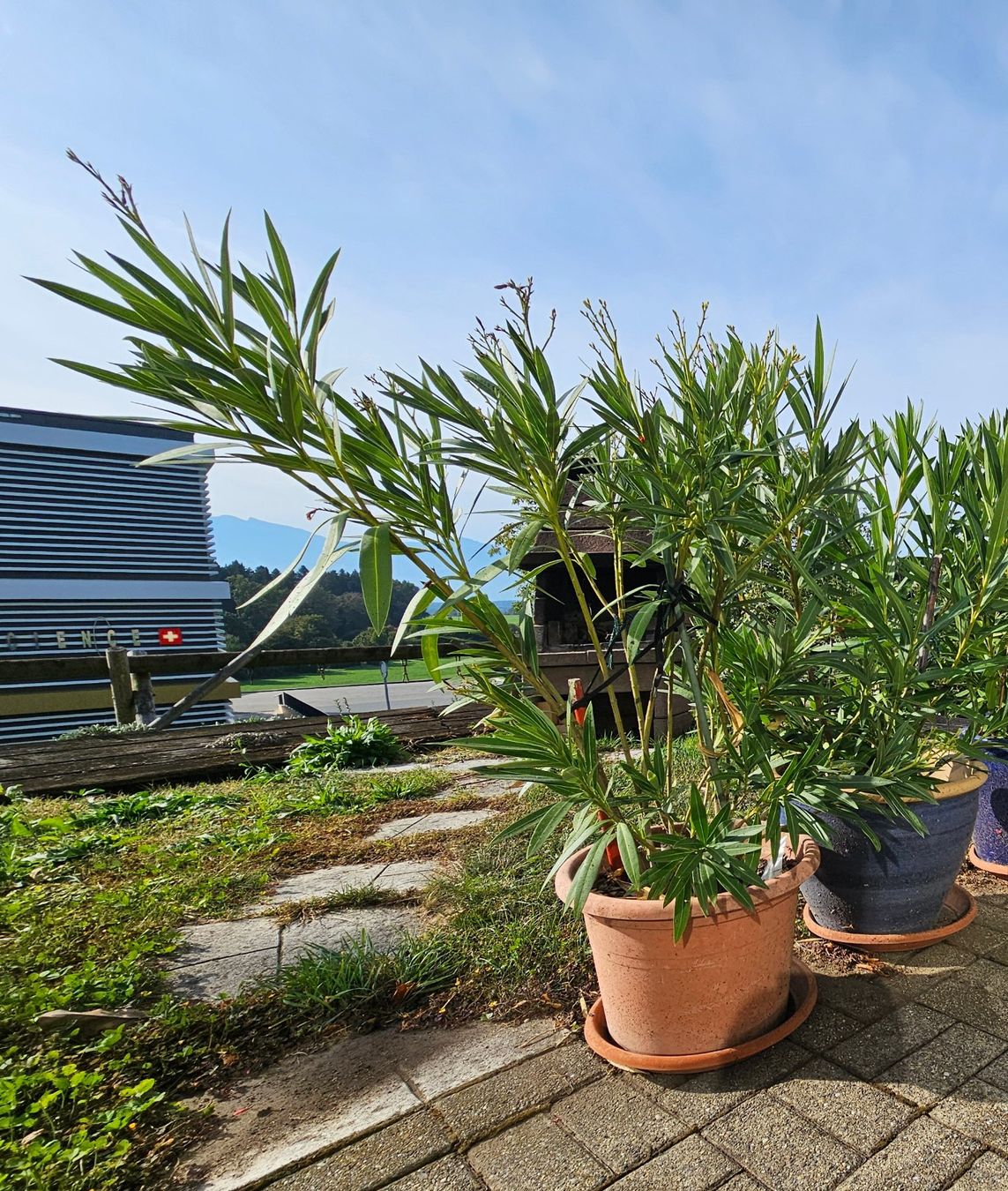 Plantes & graines: Oleander im Topf Preis pro Stück – D'occasion à Rain par Rasala3 2
