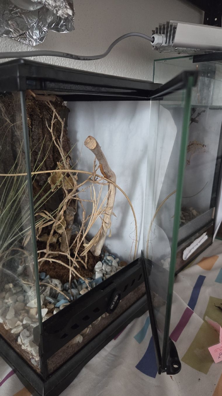 Terrario: terrarium  – Usato da Wollerau venduto da flitzi88 1