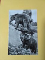 AK Zoo Zürich Braunbären 1953