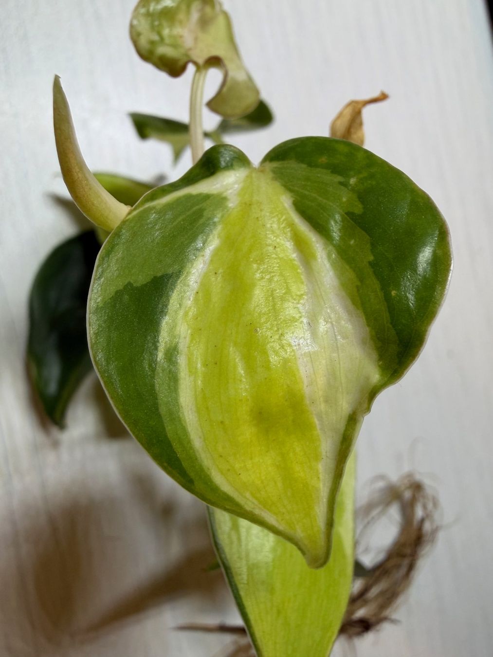 Piante & sementi: Philodendron scandens hederaceum "Cream splash" – Nuovo (secondo la descrizione) da Winterthur venduto da Aniger 7