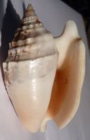 SCHÖNE STROMBUS AURISiDIANAE, MUSCHEL, 6 CM, ROTE ÖFFNUNG