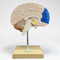 Modèle anatomique hémisphère cérébral humain. 3B Scientific