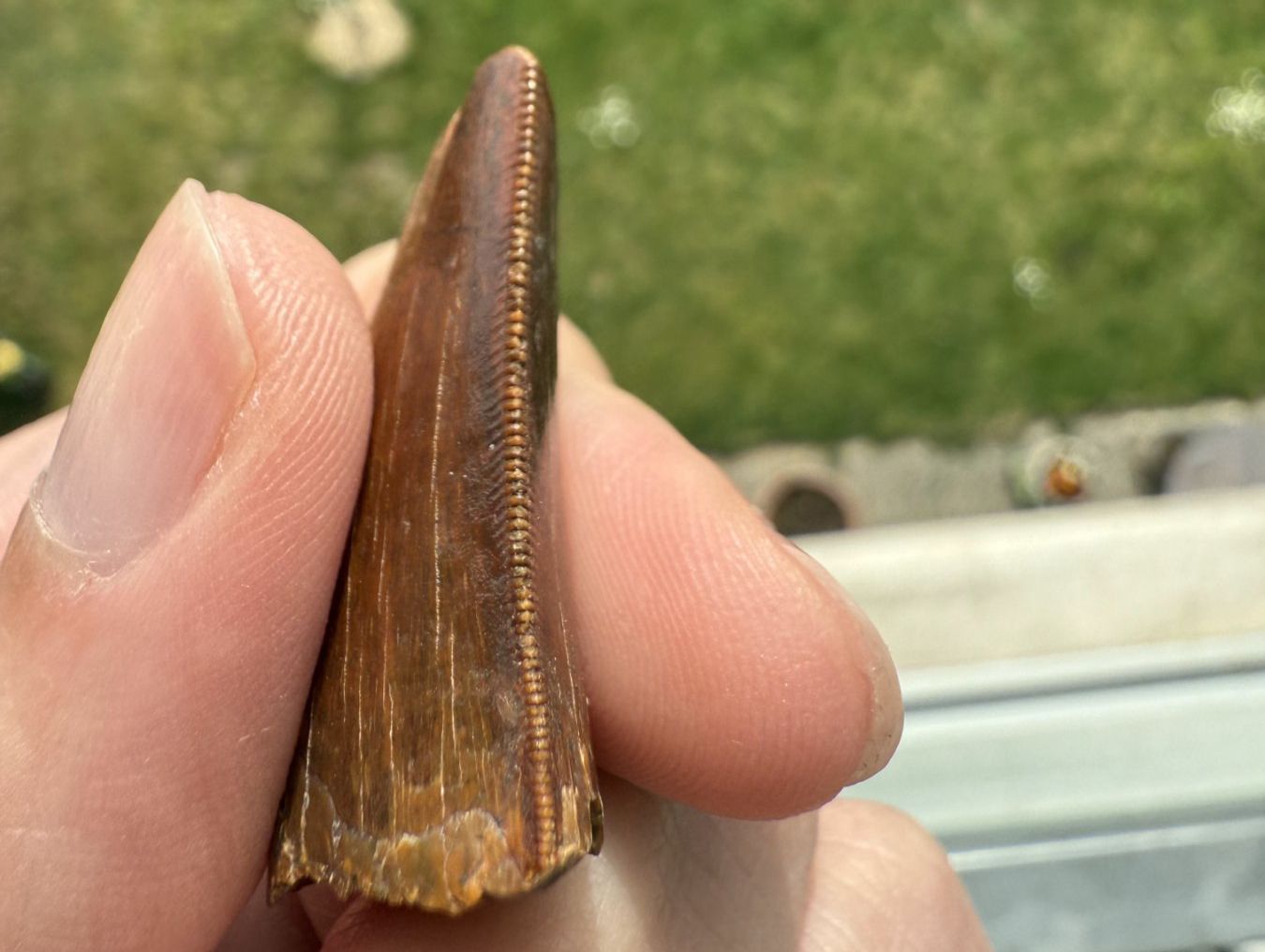 Fossili: Raubsaurierzahn Carcharodontosaurus saharicus – Usato da schüpfen venduto da rica122 2