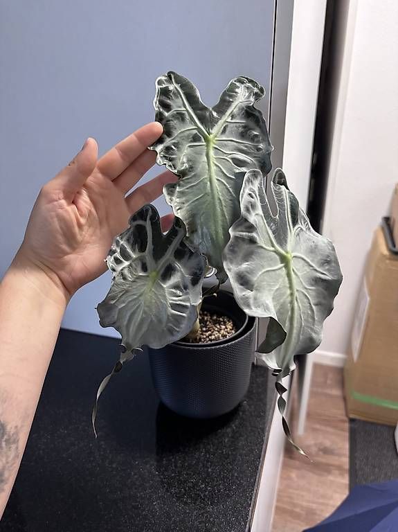 Plantes & graines: Alocasia Venom – D'occasion à Oberbuchsiten par Muskatellerchen 4