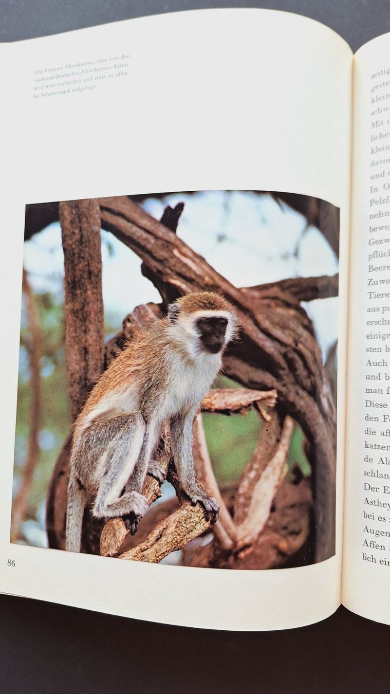 Libri: Zoo Ostafrika,  Silva Buch – Usato da Zürich venduto da t24_de 5