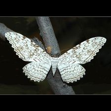 Profile image of thysania