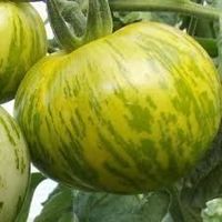 Rarität! Tomate, Green Zebra 10 Samen