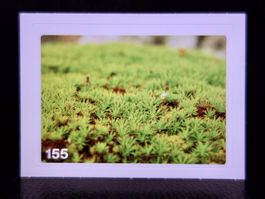 MIGROS MANIA Nature Detectives Nr. 155