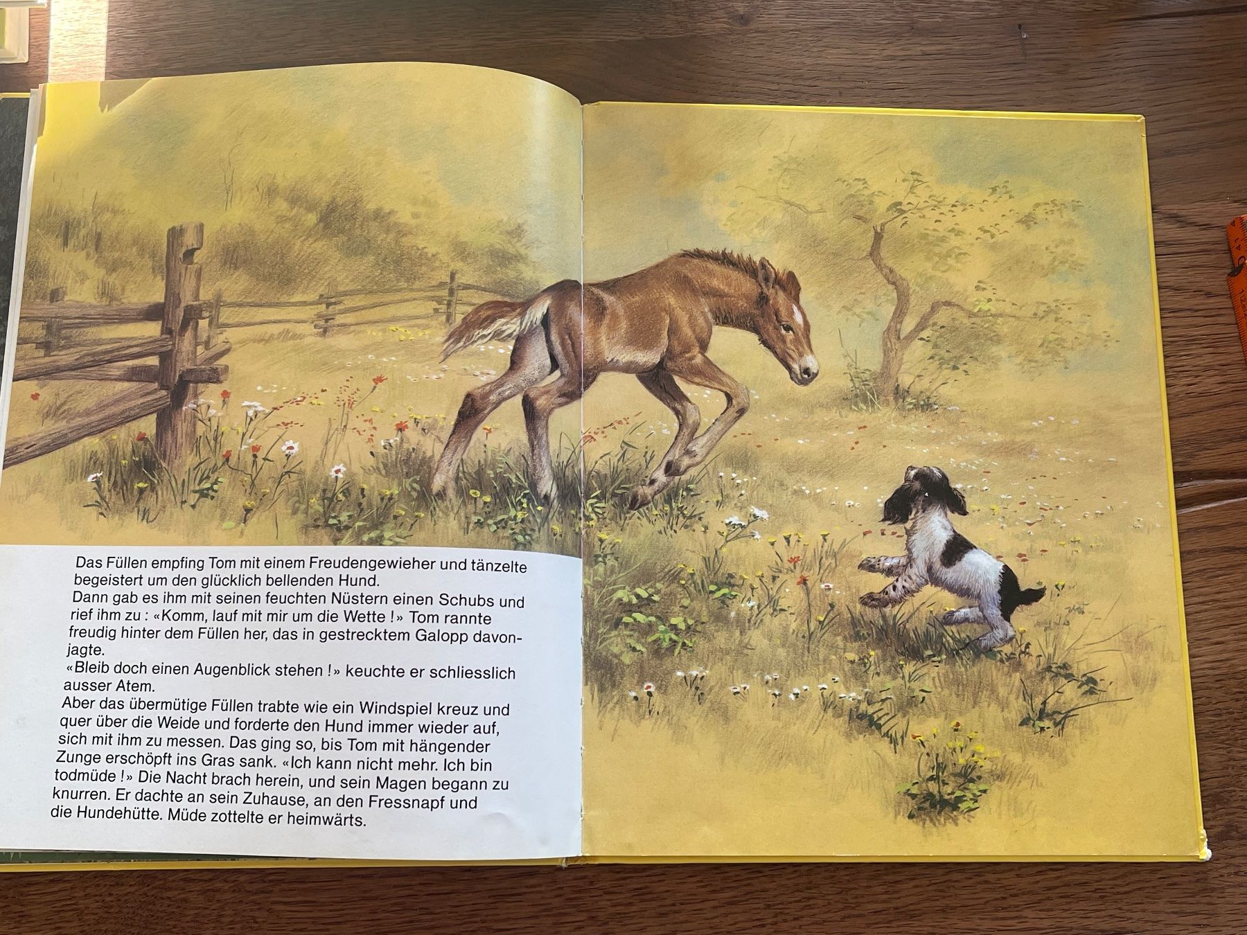 Libri: Kinderbuch "TOM, das herrenlose Hündchen" Mondo Verlag – Usato da Zuerich venduto da Dorsi 3