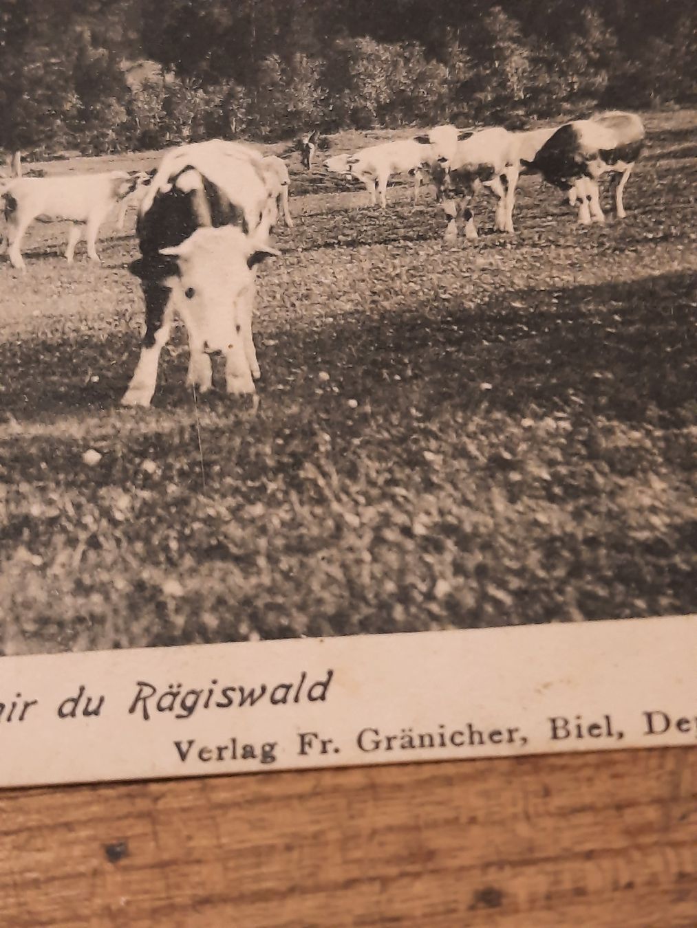 Cartoline postali: antike, rare Karte "Rägiswald" – Usato da Busswil BE venduto da balu37 1