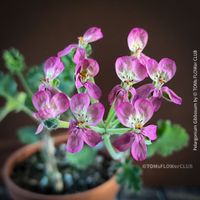 Pelargonium Gibbosum - burgundy Blüten - absolute Rarität