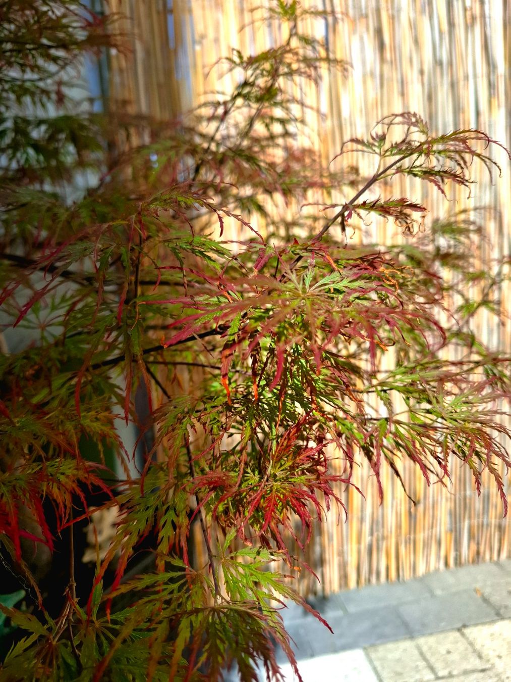 Piante & sementi: Japanischer Ahorn Orangeola – Usato da Lausen venduto da Devin- 1