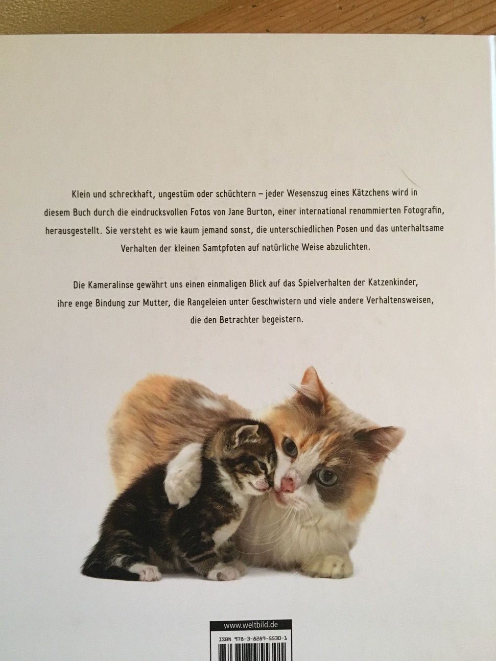 Bücher: Katzenbaby Porträts – Gebraucht aus Siebnen von Starlauf 1