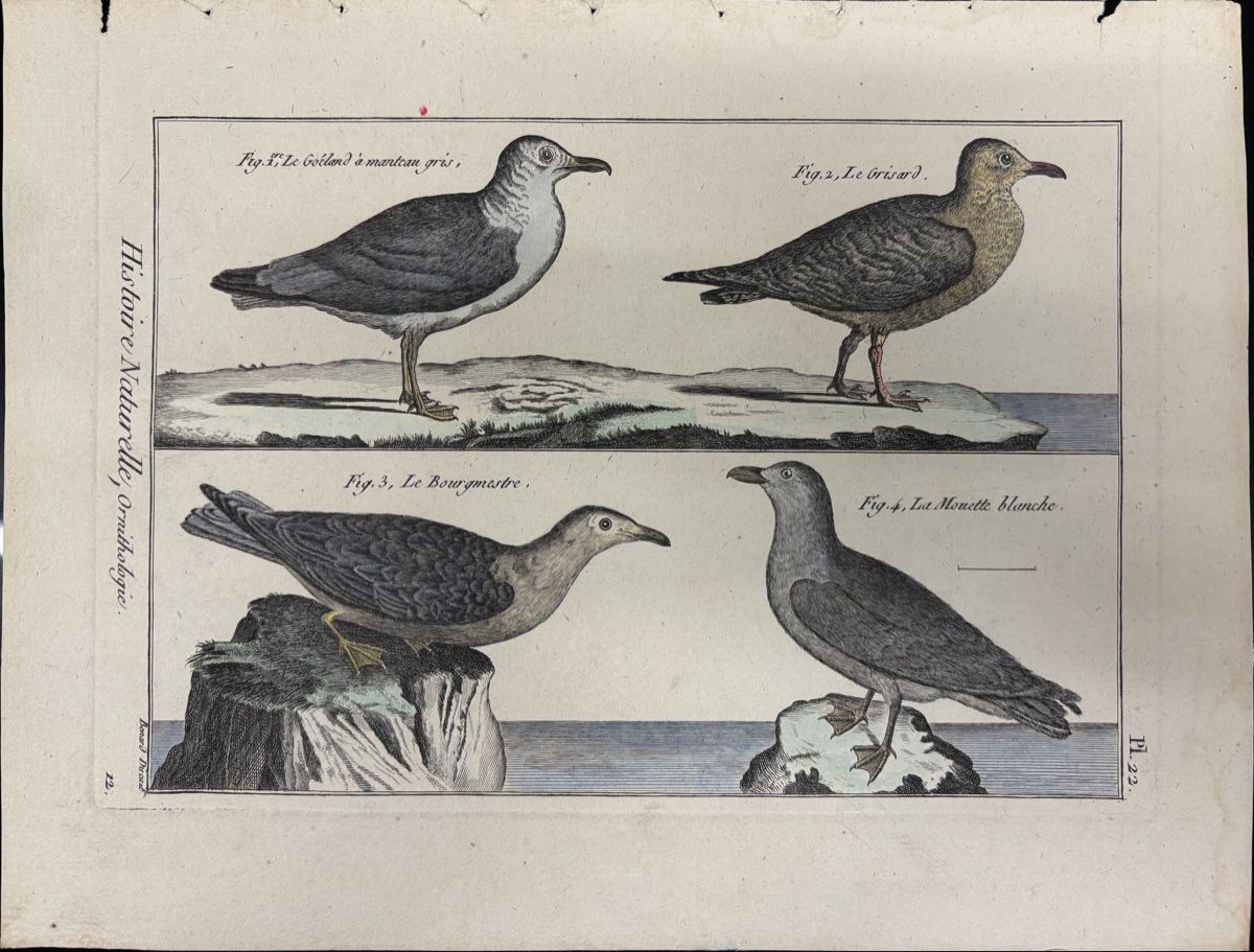 Foto & Immagini: Histoire Naturelle, Buffon – Usato da liebefeld venduto da RolandBern