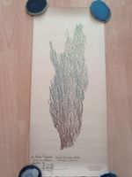 Lithographie d'Opuntia Vulgaris
