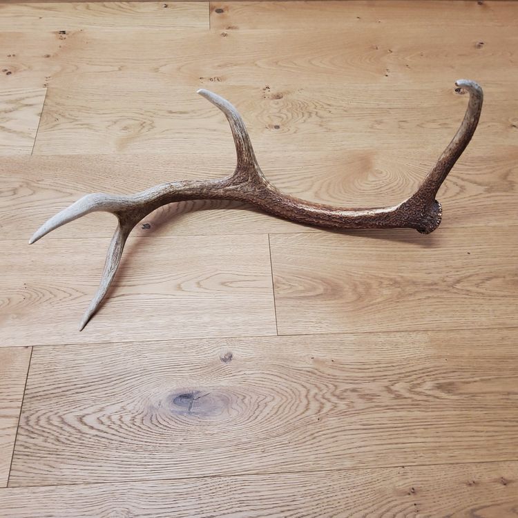 Hirsch-Stirnband Mit Blumen – Geweih Haarreif Für Weihnachten & Halloween