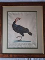 Estampe  de Dindon  (Pollo d'India nero)