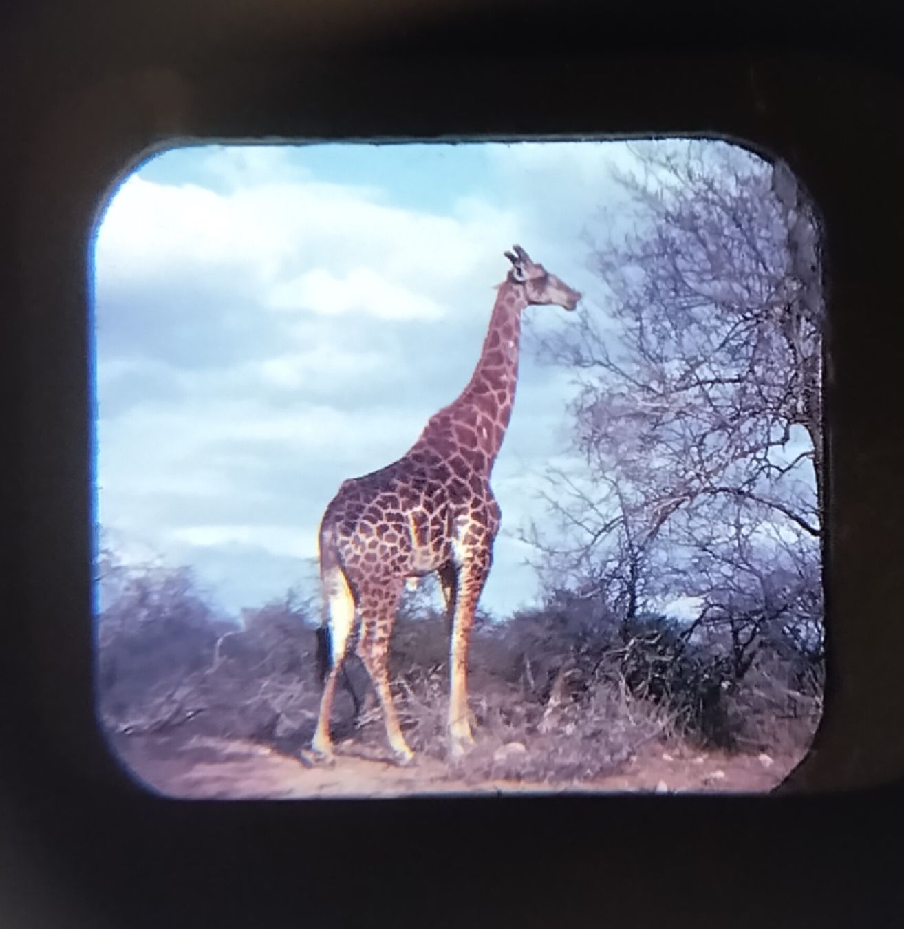 View-master Spielzeuge: View-Master / 6 Bildscheiben / keine Serie / ab Fr. 1.- – Gebraucht aus Bellach von JingleJerry 8