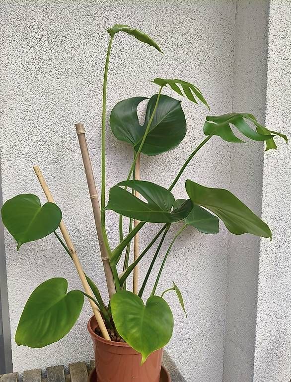 Pflanzen & Samen: Lot de 4 Monstera – Gebraucht aus Couvet von lyd_7cnq