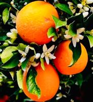 15 Samen Sizilianische Orange «BLOND" (zur Keimung)‪