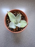 Kleine Agave Pflanze im Topf kleine Sukkulente Pflanze