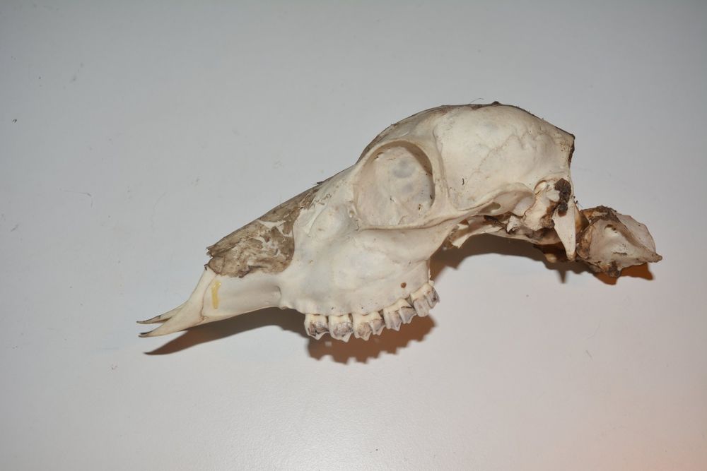 Tier Skelett Dekoration - Frosch Knochenfigur 18cm Für Halloween