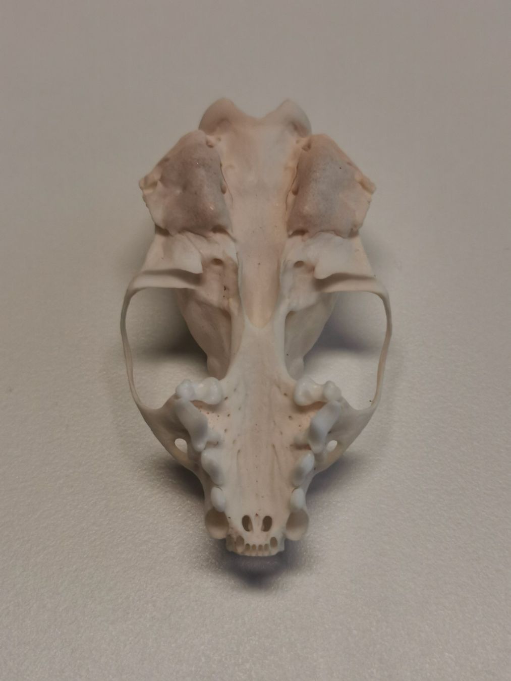 Il mondo degli animali: Tierschädel Knochen Taxidermy – Nuovo (secondo la descrizione) da Fischbach-Göslikon venduto da PitBullDoll 1