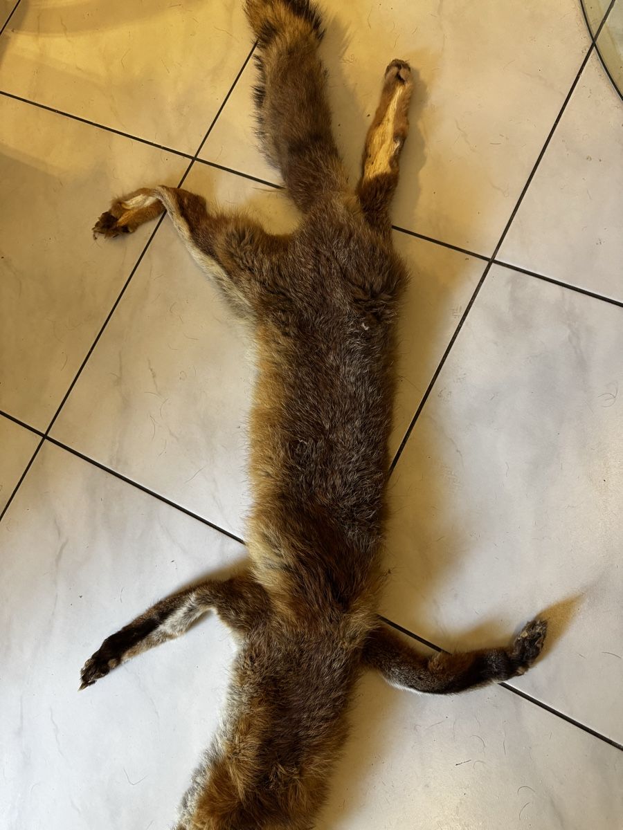 Il mondo degli animali: Fuchsfell -Fox fur pelt for sale – Usato da Olten venduto da Asaliya 5
