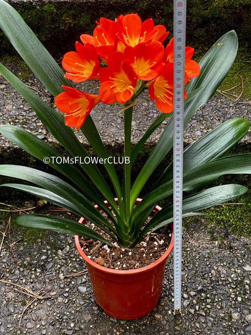 Piante & sementi: Clivia Miniata - rot-orange blühend - robust ausm Garten – Nuovo e nell'imballaggio originale da Adliswil venduto da astom369 5