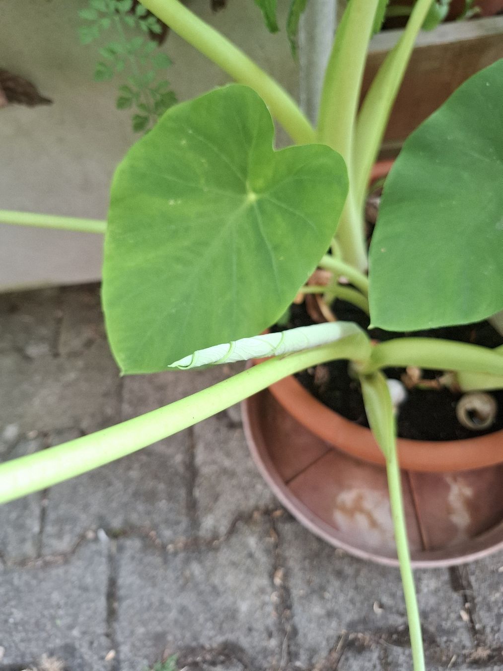 Plantes & graines: Taro / Alocasia – D'occasion à Zeihen par P_B4 1
