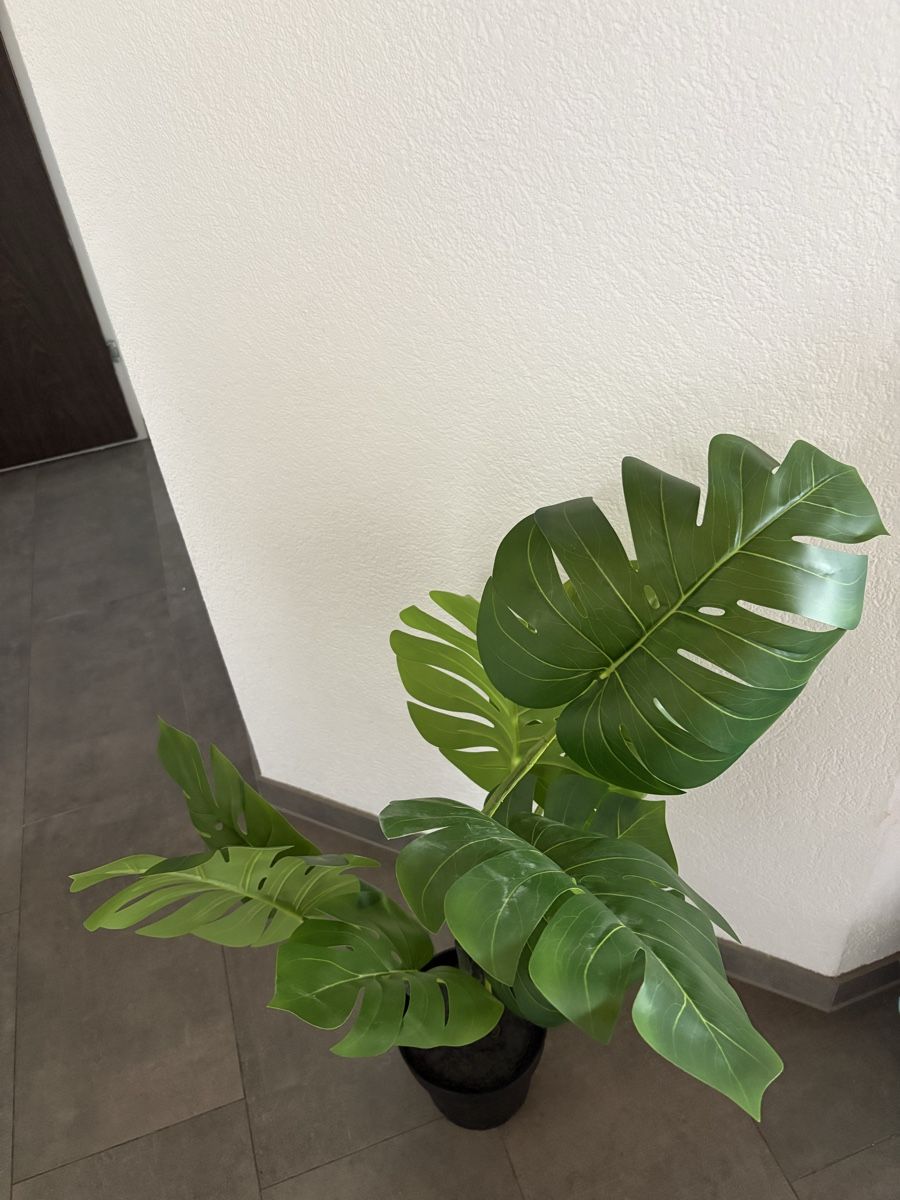 Pflanzen & Samen: Pflanze, Fejka Monstera – Neu (gemäss Beschreibung) aus Birr von sch_5qbf 2