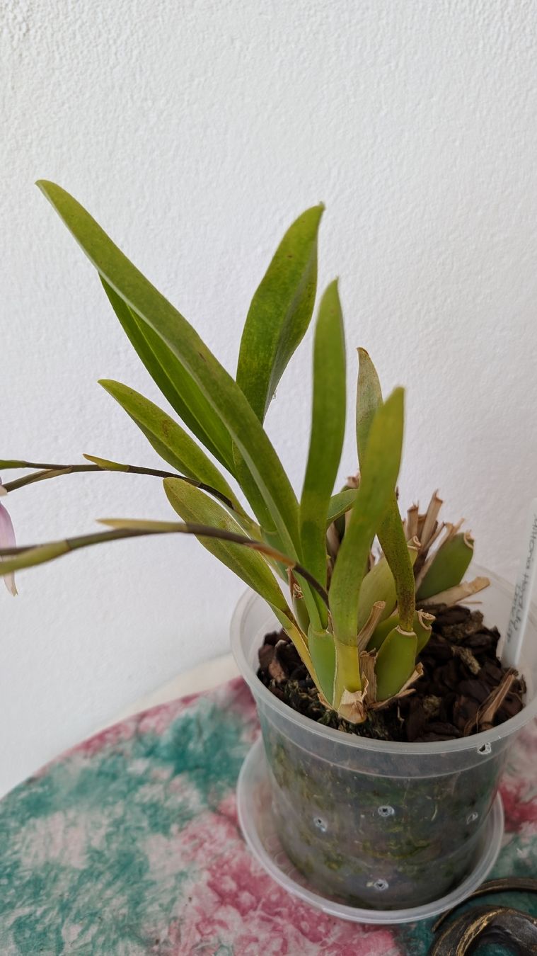 Piante & sementi: Miltonia 'Honolulu Dark Lip' Orchidee – Usato da Untervaz venduto da Lyraia 5