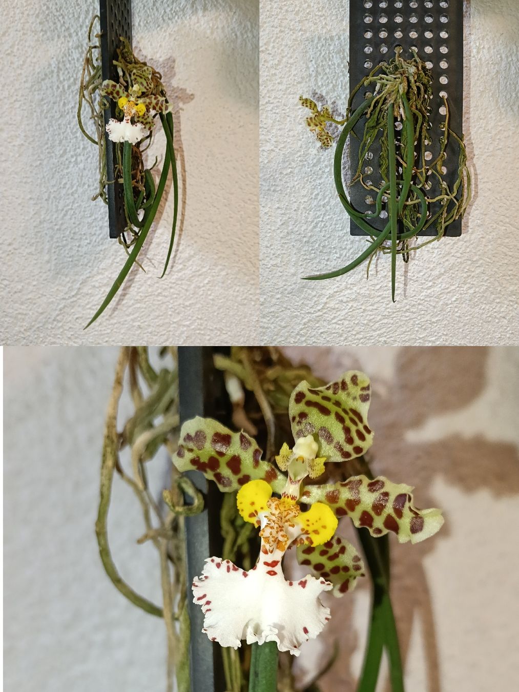 Pflanzen & Samen: Oncidium Jonesianum – Neu (gemäss Beschreibung) aus schöftland von UniquePlants