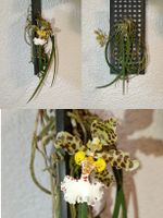 Oncidium Jonesianum
