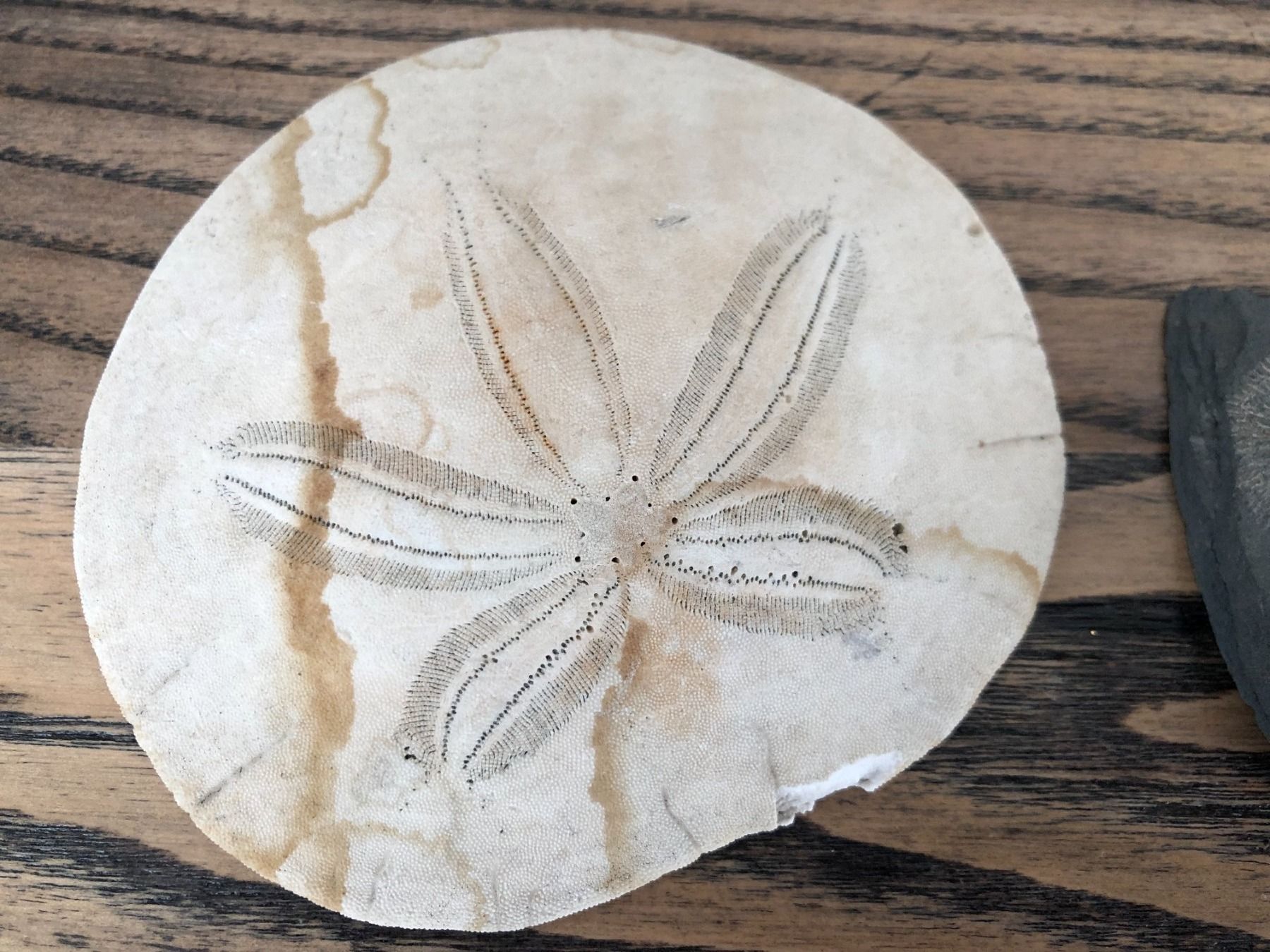 Fossili: Sanddollar und Fossil – Usato da Berg am Irchel venduto da Zweiti_Chance 1