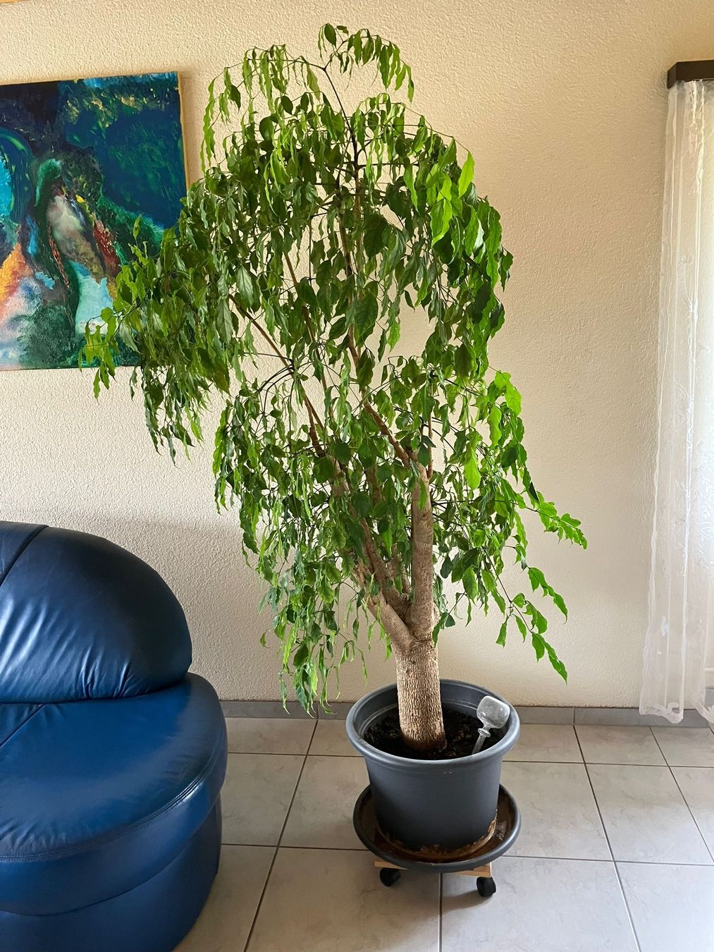 Pflanzen & Samen: ficus – Gebraucht aus huttwil von Mfeilenhauer 1