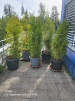5 mittelgroße Thuja Pflanzen 