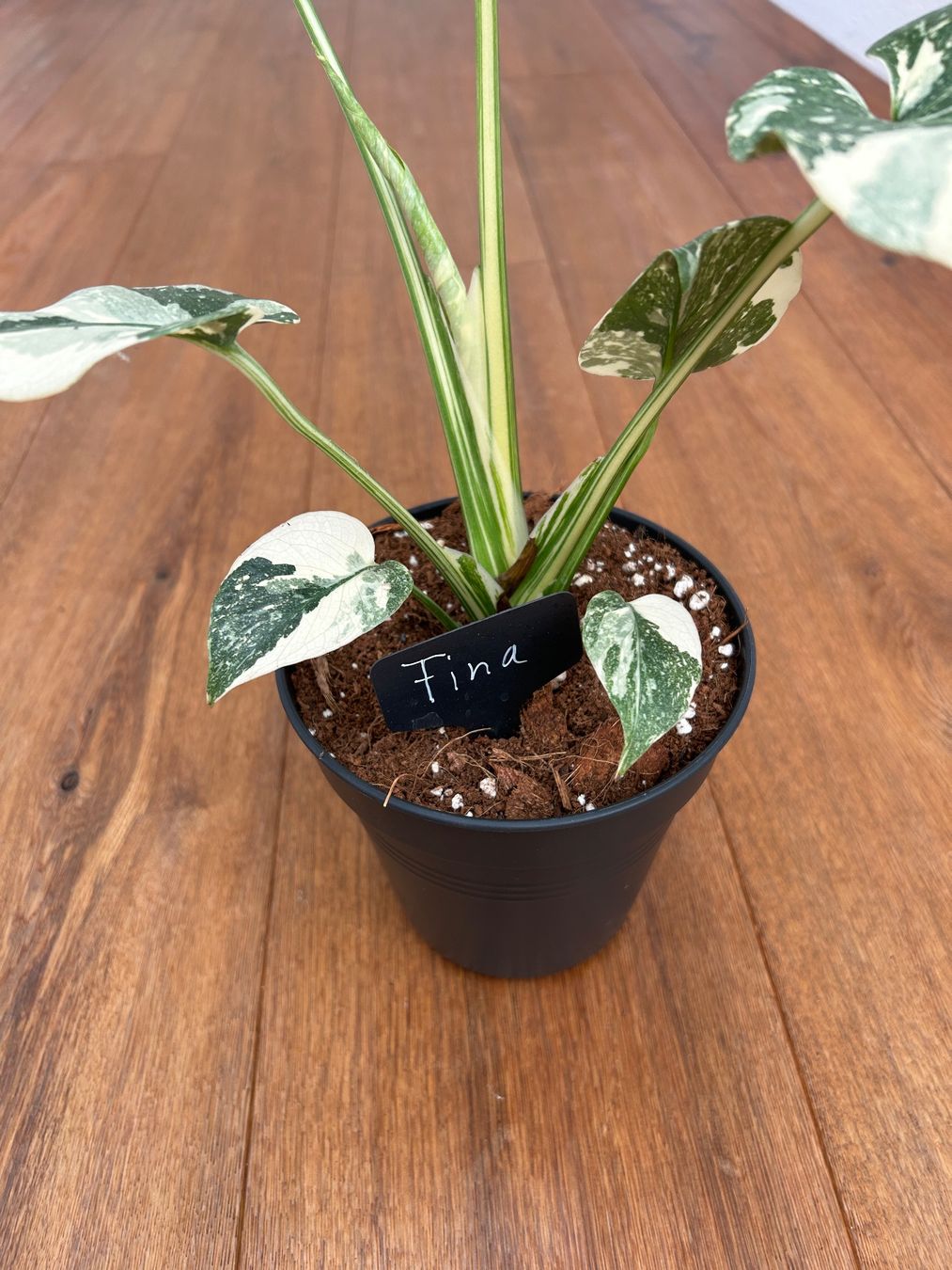 Pflanzen & Samen: Monstera Thai Constellation💚 – Gebraucht aus Wattwil von Mikesplantshop 2