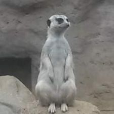 Profile image of paike58