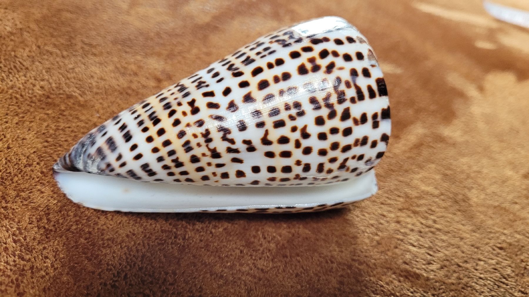 Tutte le decorazioni: wunderschöne, grosse Schnecken-Muschel – Usato da Grosshöchstetten venduto da Dirue 2